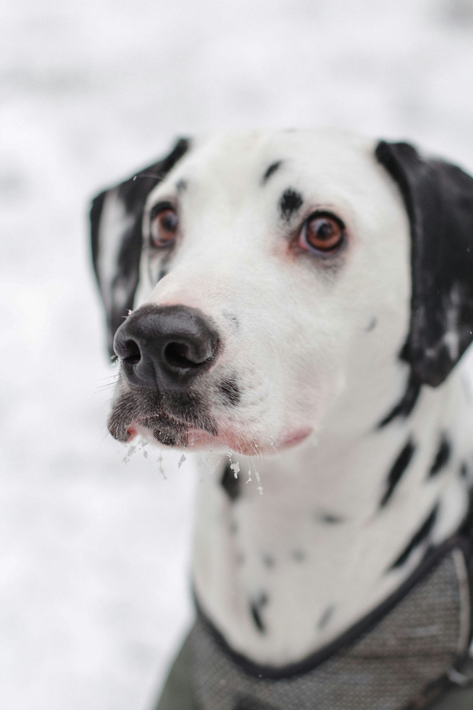Cão com roupa de frio na neve, cuidados de inverno para pets