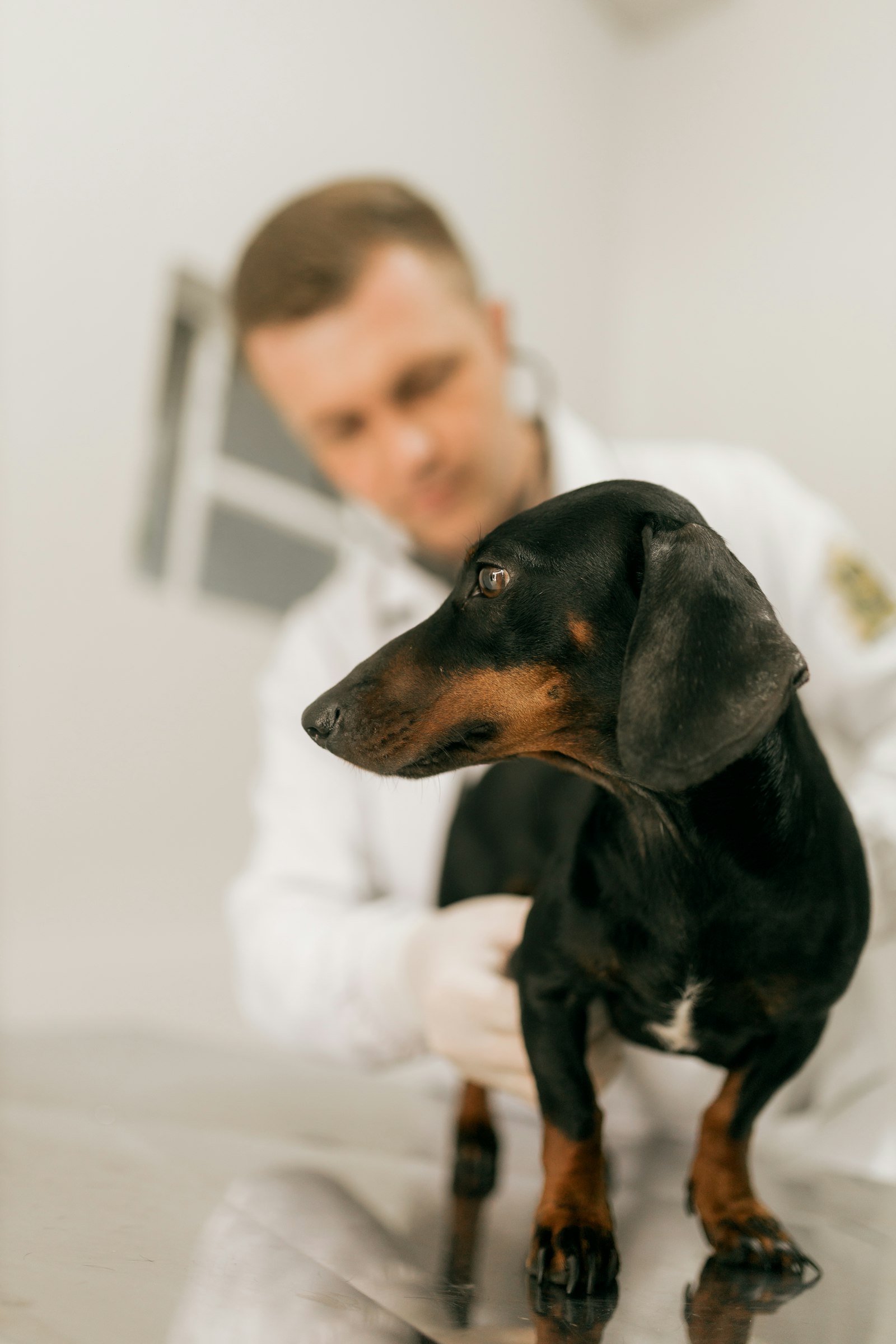 Veterinário examina cão em consultório, símbolo dos checkups de saúde animal