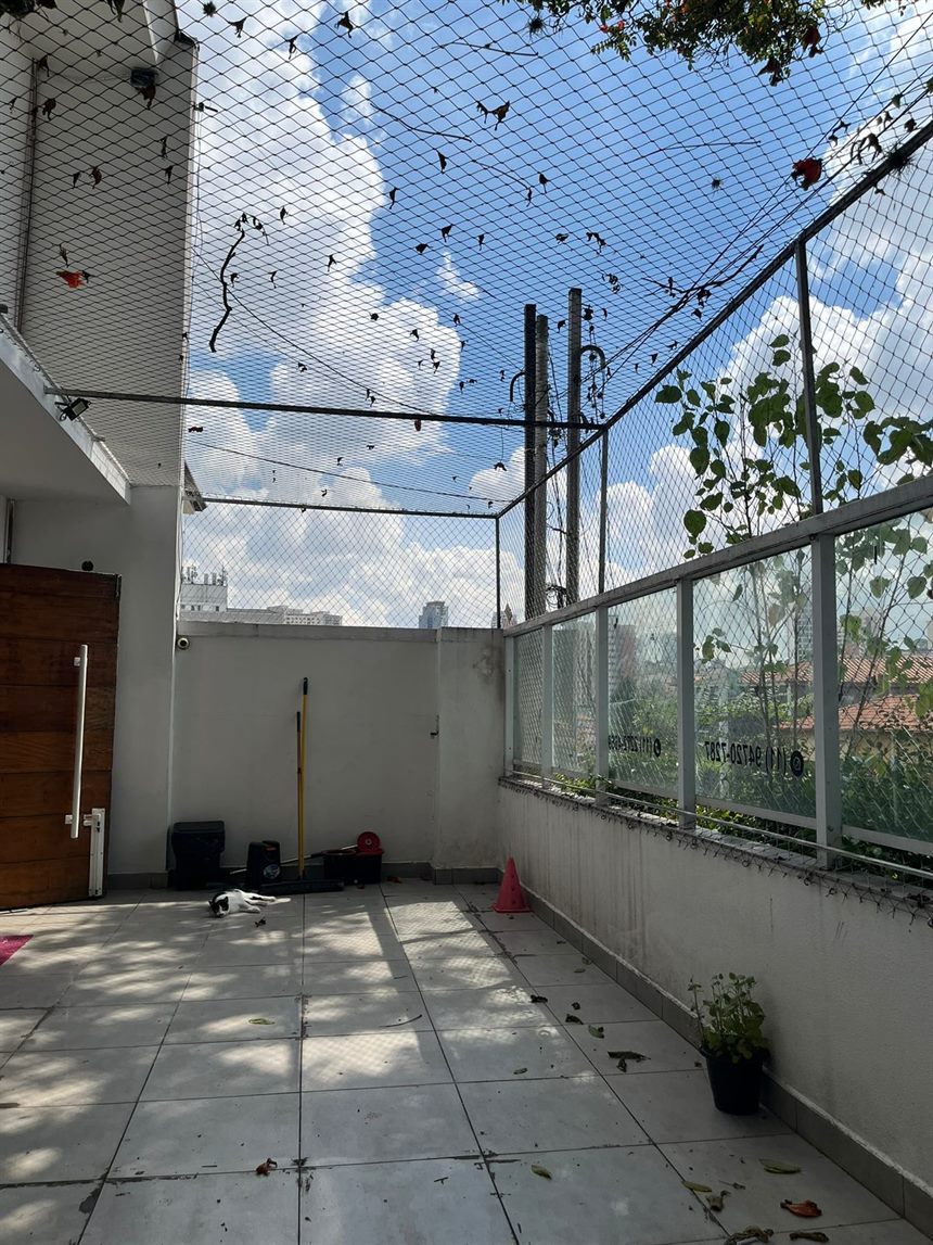 Gato no pátio externo da Clínica Veterinária São CãoMilo