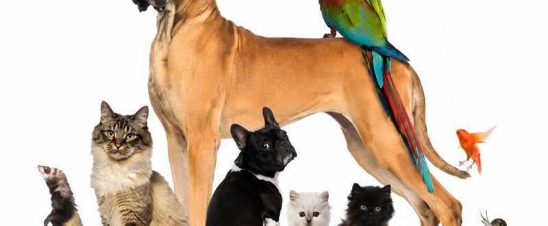 Atendimento de animais silvestres na Clínica Veterinária São CãoMilo