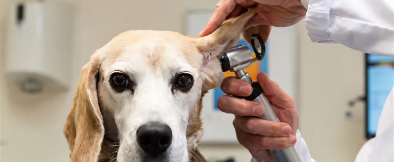 Consulta de rotina na Clínica Veterinária São CãoMilo