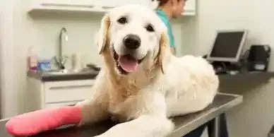 Atendimento de emergência 24h na Clínica Veterinária São CãoMilo