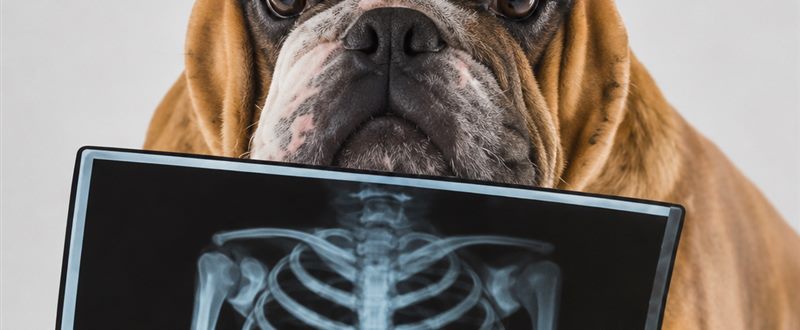 Exames de imagem na Clínica Veterinária São CãoMilo