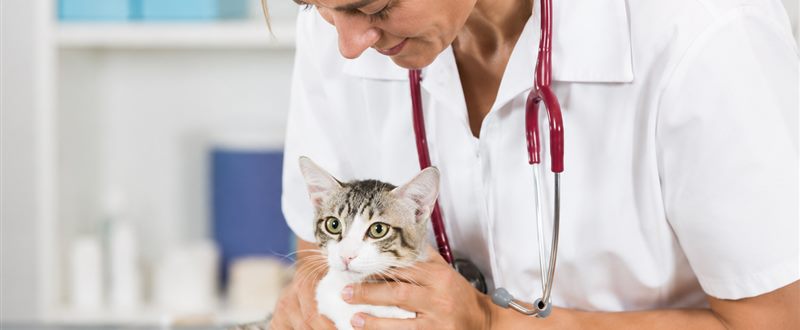 Atendimento felino na Clínica Veterinária São CãoMilo
