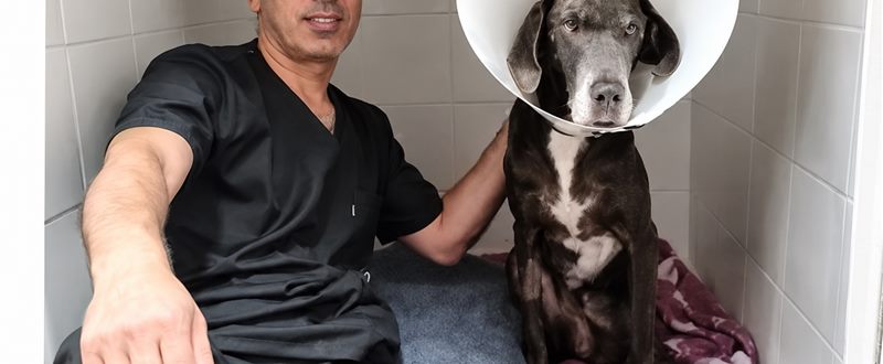 Internação na Clínica Veterinária São CãoMilo