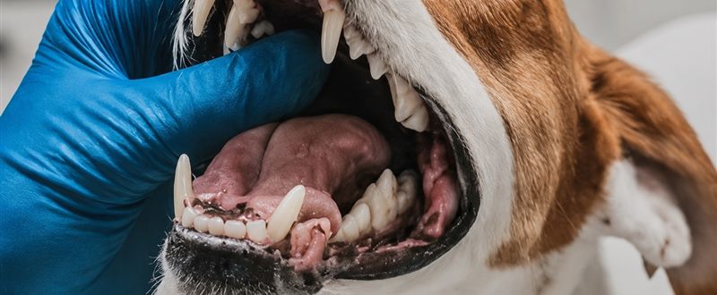 Odontologia na Clínica Veterinária São CãoMilo