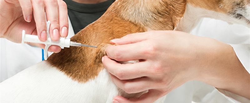 Vacinação na Clínica Veterinária São CãoMilo